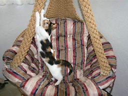 Katze Schnurli