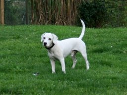 Beagle-Mix_Ruede_Lucky