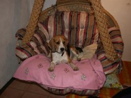 beaglemaedchen_Leila