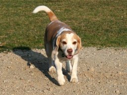 Beagleruede_Barney