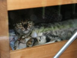 Bengalen_Maedchen_Lexi_u_Lilli