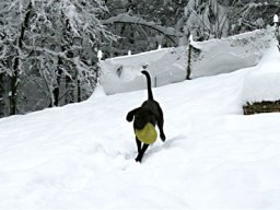 Benno