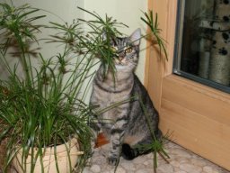 Bonja