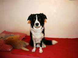 Border_Colli_Huendin_Bonny