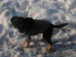 braver Malteser-Cavalier Keks
