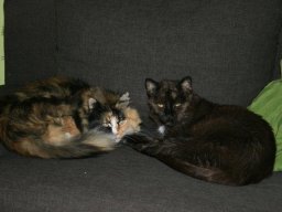 braves_und_verschmustes_Katzenpaerchen_Sheila_und_Nero