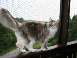 entzückende MC Katzenmädchen Dea