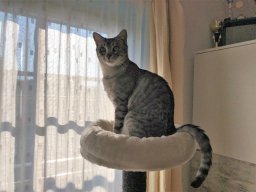 entzückender EkH Kater Kasel