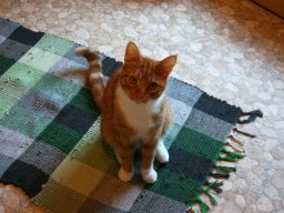 entzückender Kater Feivel kleiner