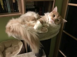 entzückender Maine Coon Mix Kater Muffin kleiner