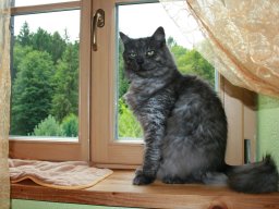 Entzückender und hübscher Kater Merlin kleiner