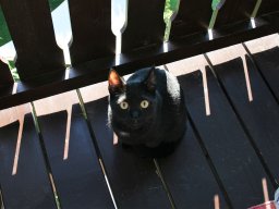 etwas schüchtern, aber superlieber EKH Kater Flo