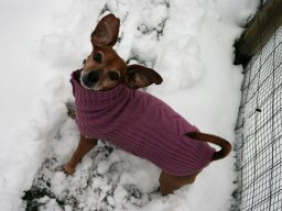 Flotte Rehpinscher Seniordame Banny immer gut drauf kleiner