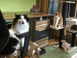 Freundiches Duo Katze Cordula und Kater Cornelius
