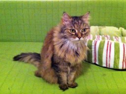 freundliche Katzendame Cindy
