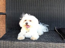 freundliche Malterserhuendin Puppi