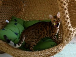 freundlicher, aufgeweckter Bengal-Kater Ninja