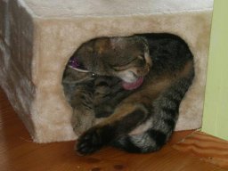 freundlicher_Kater_Felix