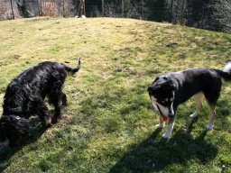 Freundliches Hundepärchen Huskyrüde Ice und Gordon Setter Dame Emma_kleiner