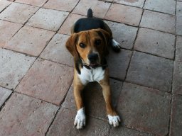 ganz lieber Beagle Rüde Snoopy kleiner
