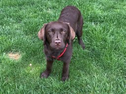 ganz_lieber_Labradorruede_Rox_mit_5_Monaten_kleiner