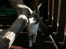 ganz lieber schüchterner Kater Moritz