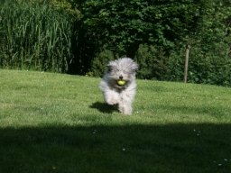 ganz lieber Tibet Terrier Nunu kleiner