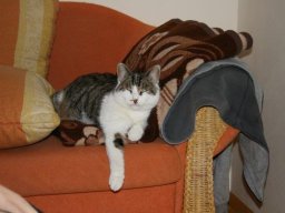 Gastkater_Pezi