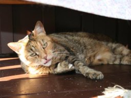 gemuetliche_Katzenseniordame_Chrysoula