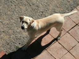 Gold_Ret_Buddy