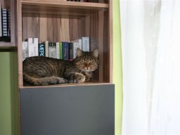 Hauskatze_Gina