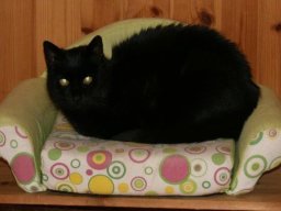 Hauskatze_Gipsy