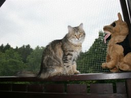 Hauskatze_Lady_Lorena