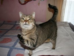 Hauskatze_Susi