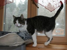 Hauskatze_Zmuppi