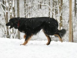 HovawartrÃ¼de_Diego