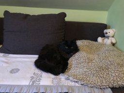 Hübsche Katzendame Minky kleiner
