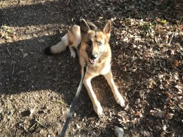 Huebsche_Schaefer_Mix_Huendin_Nala_Kleiner