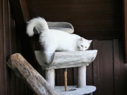 Hübsches Katzenmädchen Gina