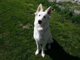Junger Weißer Schäferhund Rüde Eiko