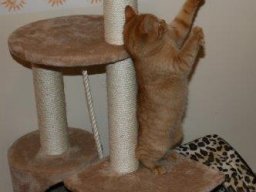 Jungkater_Leo