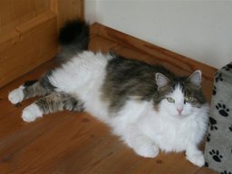 Kater_Amadeus