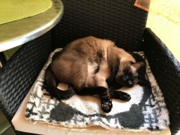 Kater Boris