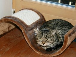 kater_schnuffi