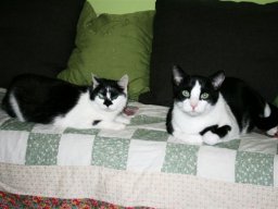 Kater_Simba_und_Katze_Lea