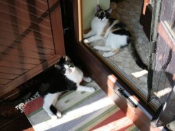 Katerpärchen Meilo und Dasty