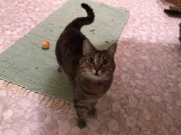 Katze Luna