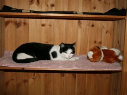 Katzenmaedchen_Imaca