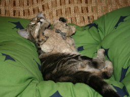 Katzenmädchen Nelli