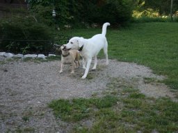 Klein-Snoopy_u_Tinalkabell_neu